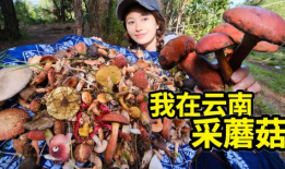 采蘑菇视频,跟随采蘑菇视频，体验大自然的馈赠
